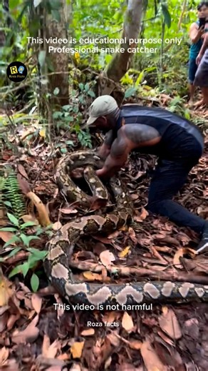 To catch a python is not a child's play 🐍