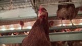 The process of how chickens are killed for food is becoming a concern as bird flu spreads
