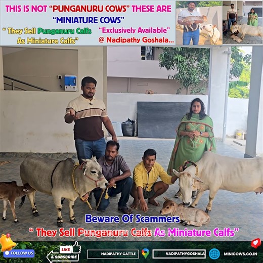 Nadipathy Cows on Instagram: "SCAM ALERT: Stop Buying "Fake" Miniature Cows! 🚨 ⚠️ WARNING: Don't Be Fooled by "Punganur" Scams! Many sellers are cheating customers by selling young Punganur calves (babies) and claiming they are "Miniature Cows." Once you buy them, they will grow into full-sized cows! ❌ The Truth: True Miniature & Nano Cows (under 2 feet height) are EXCLUSIVELY AVAILABLE at Nadipathy Goshala. These unique breeds were researched and developed specifically by Dr. P. Krishnam Raju 
