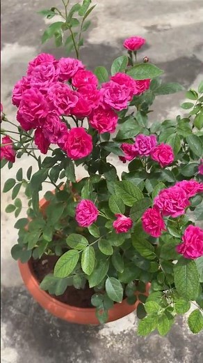 Rose plant care tips! Button rose plant! Miniature rose plant care!!🌹🌹🌹