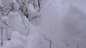 Fresh snow blowout from falling. Snow explosion on background of forest landscape. Concept of explosion of established provisions of business, stagnation, routine of life. . Super slow motion 1000 fps
