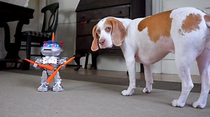 Beagle dog battles carrot wielding robot in chaos