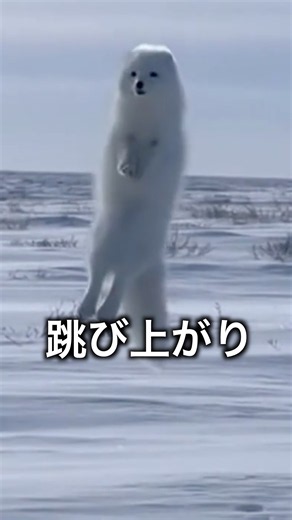 雪へ飛び込む北極狐