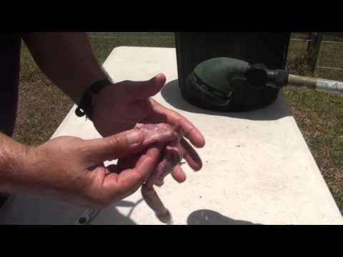 How to gut a quail after skinning or plucking