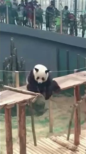 Panda Farts Loudly at the Zoo 💨😂 Funniest Animal Moment Ever! #shorts