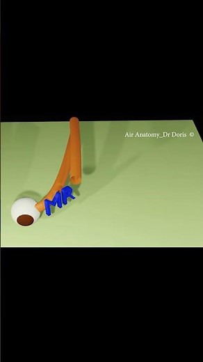 Superior oblique - Extra ocular muscle - IN A MINUTE #anatomyvideos #mbbs #eyeanatomy