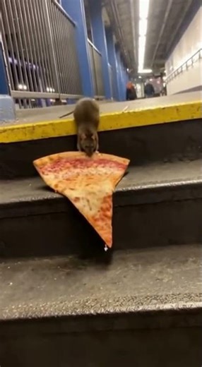 🇺🇲Current AWS outage status Even During the AWS Outage… The Subway Rat Keeps Eating Pizza 🍕🐀