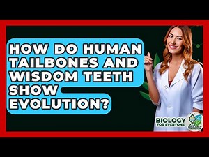 How Do Human Tailbones And Wisdom Teeth Show Evolution? - Biology For Everyone