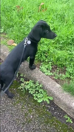 Cute Dollie puppy mixed-breed of Border Collie and Dachshund #cutepuppy #cutepuppy_shorts #dogshorts