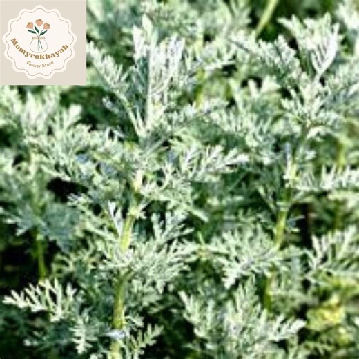3000  Wormwood Seeds Absinthe | Artemisia Absinthium Heirloom | Perennial Herb | Drought Tolerant | Silver Foliage Garden - Etsy