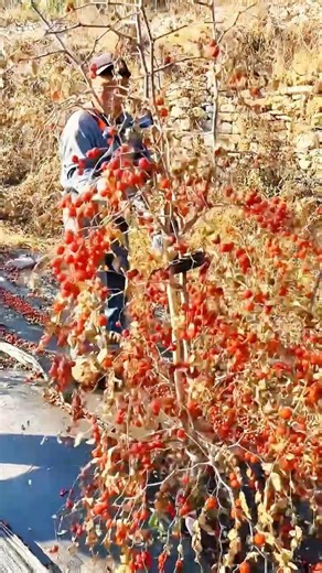 From Branches to Ground in Seconds