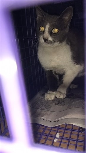 Lynnwood, CA 💕 two females and one male. Yes, God gives strength to step up and help the cats you feed. do not wait for others to rescue you. you can rescue them and it feels good. thank you 🙏🙏🙏 here to inspire others to step up #southgatecats #tnrsaveslives #godlovescats #catladyforlife | South Gate Cats