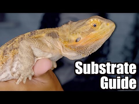 Substrate Guide For Arid Reptiles | Bearded Dragons and Leopard Geckos