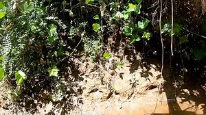 Valuable History found in Riverbed of Ghost Town! | Adventure Archaeology And Southern Diggers