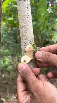 budding practice🌱 #grafting #bonsai #tanamanunggul #gardening #fruit