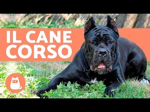 Italian Cane Corso: Documentary – Character and Training of the Cane Corso