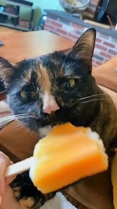 15K views · 229 reactions | Introducing the Tortoiseshell Cat! The infamous Tortitude is very real, with a tiny queen | catstalesdaily | Facebook