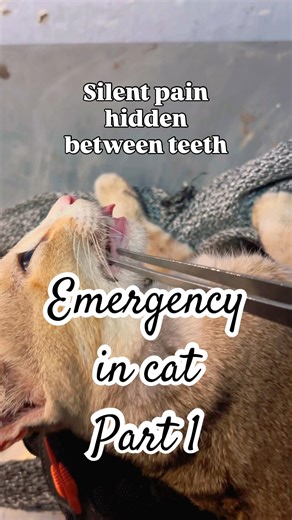Object stuck inside teeth – stray cat rescuer case #vetlife #fieldvet #vet #vetpocket #cats #rescue