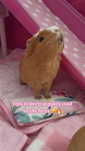 Essential Tips to Keep Your Guinea Pigs Cool in Heat