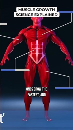 Muscle Growth Science Explained