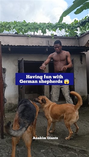 Having fun with German shepherds 😱 #reelsviralシ #dog #germanshepherd #fblifestyle | Anakim Giants