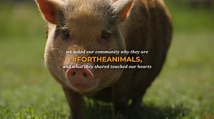 1.7K views · 162 reactions | Why is your heart #ForTheAnimals? Here are 10+ inspiring answers from activists: https://thl.link/34PtHQ0 | The Humane League | Facebook