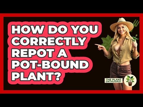How Do You Correctly Repot A Pot-bound Plant? - The Plant Enthusiast