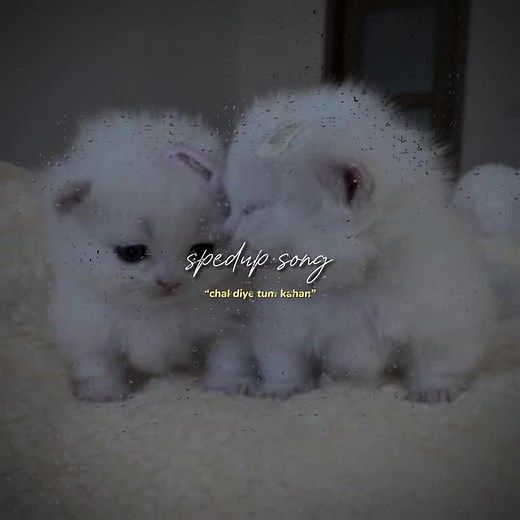 chal diye tum kahan? 😩 #fyp #foryoupage #viral #trending #tiktok #yyyp #aesthetic #songs #hindisongs