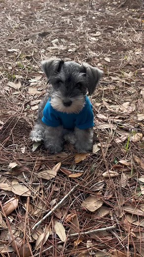 Mini Schnauzer Puppies - Schnauzer Dog TikTok Compilation