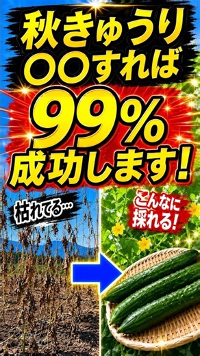 【9月植え】秋きゅうり 育て方のコツ！春と同じだと失敗する3つの秘密