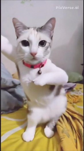 Earth zoom in effect #earthzoomout #ai #catdance #meme #xuhuong #pixverse