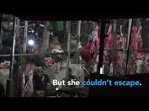 Cows Slaughtered by Being Bashed in the Head With Sledgehammers