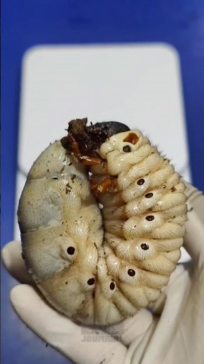 Substrate changing for the grub🪏 🐛耗材更換：Megasoma janus ramirezorum 鞘翅閃亮大兜蟲
