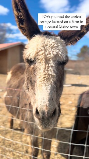 Do you need a weekend getaway? Enjoy a stay at Hackmatack Cottages located on WBF in Machias, ME. 🌿 #maine #mainetok #farm #farmlife #farmlifeisthebestlife #vacation #vacationmode #airbnb #airbnbfinds #naturebreak #newengland