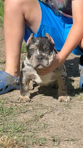 Rare Half Face Black Tri Merle American Bully Transformation #americanbully #puppy