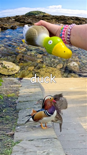 Fun Toys | Animal Names for Kids to Learn by the Island: Duck Tortoise Crocodile Frog Cow