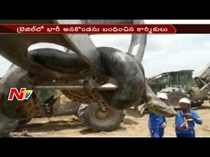 33ft Huge Anaconda Found in Brazil || NTV