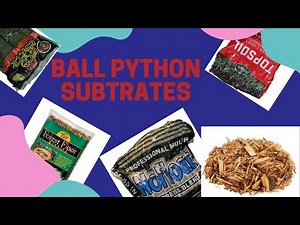 Ball Python Substrates | The Good, The Bad, and The Debated | Ball Python Care Guide