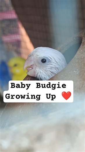 Budgie Chick 🐥 Cute Albino Baby Parakeet Growing Up | #shorts #budgies #babybirds #birds