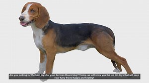 Top 10 Toys to Keep Your German Hound Happy and Healthy!