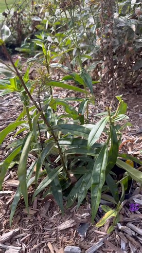 5.4K views · 140 reactions | Powdery mildew on tall garden phlox. | Bergeson Nursery | Facebook