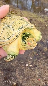 An albino snapping turtle at @opaldragonz is growing up and looking great! 💛 TRR is made possible by @redlineshipping #albinosnappingturtle #commonsnappingturtle #snappingturtle #albinoturtle #snappingturtlemorph #turtle #reptiles #reptile #reptilesofinstagram #reptilepets #exoticpets #reptilefanatics #reptilephotography #reptilekeeper #herpetology #herpetoculture #thereptilereport #thereptilereportofficial | The Reptile Report