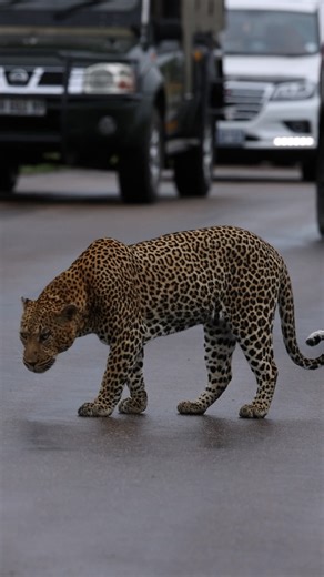 20K views · 535 reactions | Watch as this big male leopard finds himself in the middle of the tar road north of Afsaal. #leopard #safari #wildlifephotography #wildlife #nature #fblifestyle #krugernationalpark | Phil on Safari | Facebook