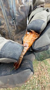 🦞 The dark color does not mean that a crawfish is bad to eat. #crawfish #crabs #lobster #cajun #farming #fish #fishing #lobsterfishing #Louisiana | Grant Hamilton