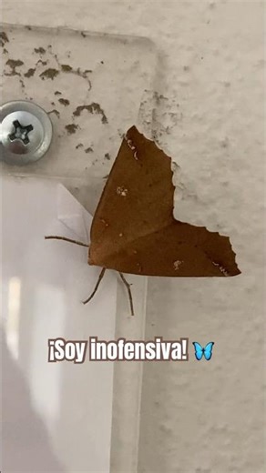 NIGHT BUTTERFLY 🌑