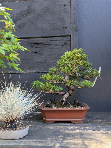 Cultivating Shimpaku Juniper Bonsai: My Journey
