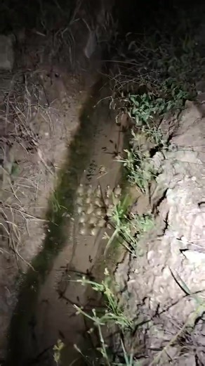 Video của qq gì vậy? (@qunn_2012) với bản nhạc Conan Luxury - Lonely Loop