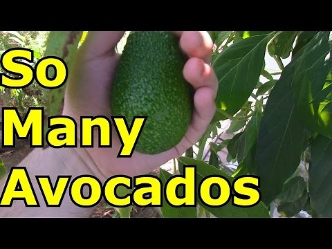 Avocado Tree Grown From Seed