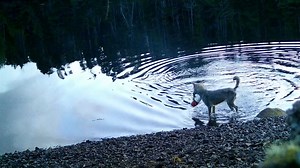 53K views · 551 reactions | Have wild wolves learned to use tools? Learn more: https://scim.ag/4oTsScw | Science | Facebook