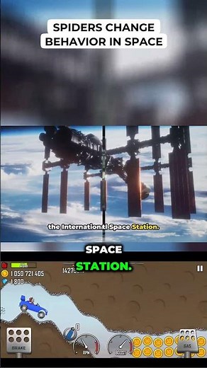 Spiders Change Behavior in Space